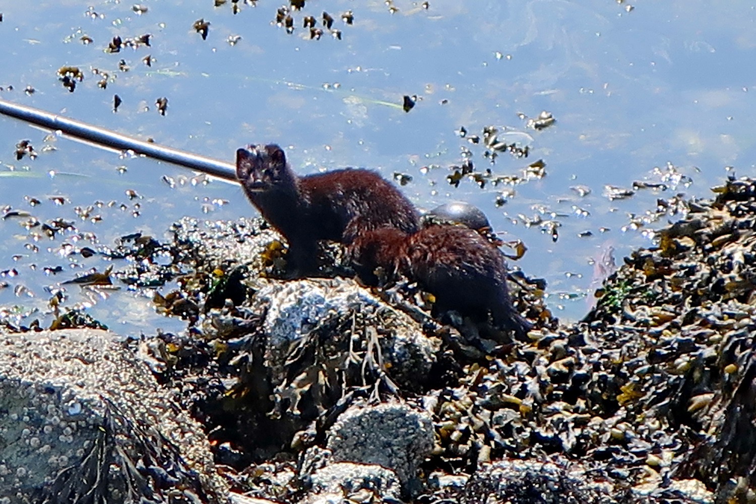 Otters in the port of Victoria